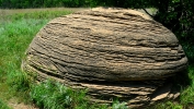 PICTURES/Mushroom State Park - Marquette, KS/t_Cow Patty1.JPG